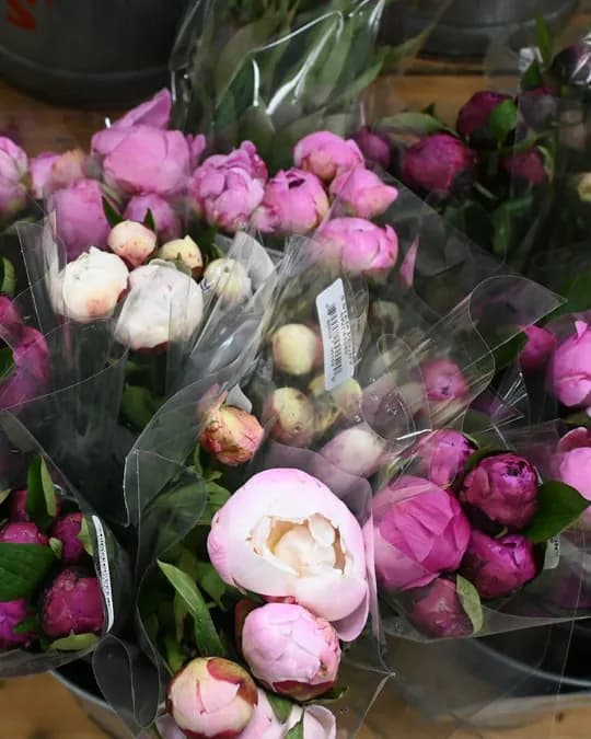Avant : la photo seule (fleuriste)
